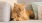 a cat lying on a couch Mount Holly NJ apartments for rent J Centra Burlington 