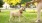 a dog playing with person at park Mount Holly NJ luxury apartments for rent J Centra Burlington 